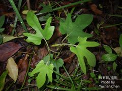 Aristolochia cucurbitifolia