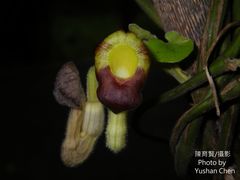 Aristolochia cucurbitifolia