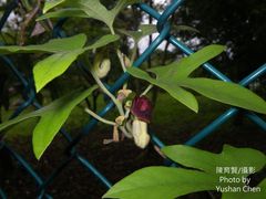 Aristolochia cucurbitifolia