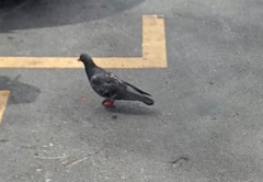 Columba livia domestica