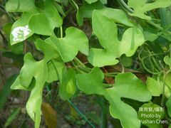 Aristolochia cucurbitifolia