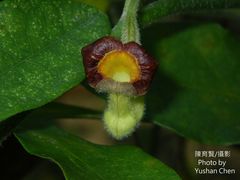 Aristolochia cucurbitifolia