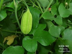 Aristolochia cucurbitifolia