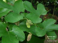 Aristolochia cucurbitifolia
