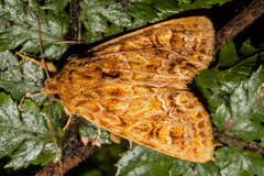 Ichneutica brunneosa