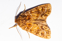 Ichneutica brunneosa