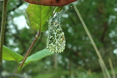 Anthocharis julia flora