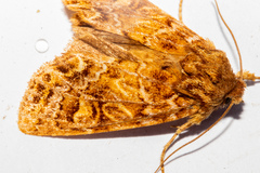 Ichneutica brunneosa