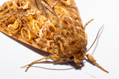 Ichneutica brunneosa