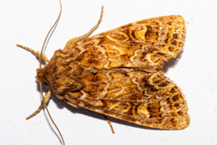 Ichneutica brunneosa