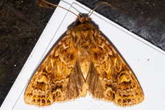 Ichneutica brunneosa