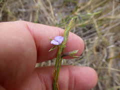 Psoralea alata