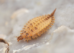 Brachypsectra fulva