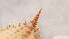 Brachypsectra fulva