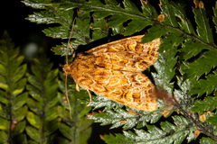 Ichneutica brunneosa