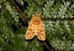 Ichneutica brunneosa