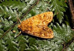 Ichneutica brunneosa