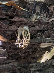 Clathrus chrysomycelinus