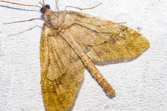 Tatosoma tipulata