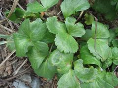 Ligusticum scothicum hultenii