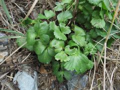 Ligusticum scothicum hultenii