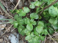 Ligusticum scothicum hultenii