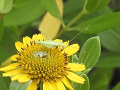 Oecanthus quadripunctatus