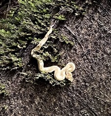 Craspedocephalus borneensis