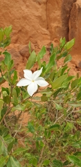 Mascarenhasia