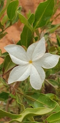 Mascarenhasia