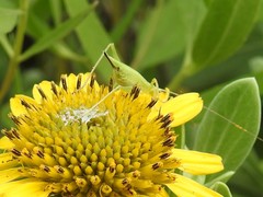 Oecanthus quadripunctatus
