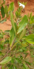 Mascarenhasia
