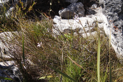 Image of Disa harveyana by (c) Tony Rebelo, some rights reserved (CC BY-SA)