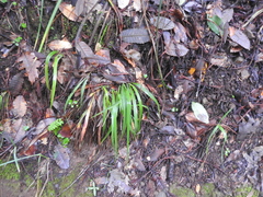 Anthoxanthum occidentale