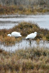 Egretta garzetta