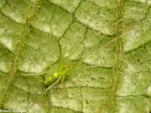 Tetragnatha polychromata observed 2022-01-06