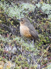 Grallaria quitensis