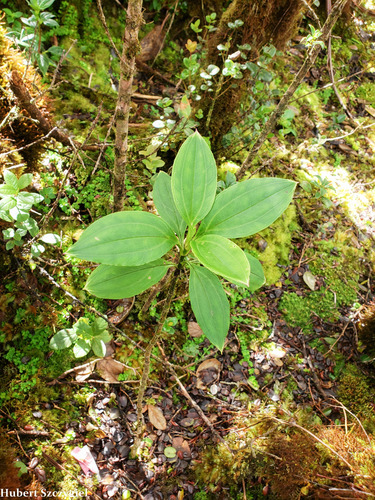 Schiedea trinervis