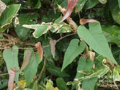 Aristolochia shimadae