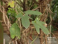 Aristolochia shimadae