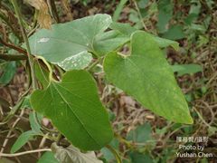 Aristolochia shimadae