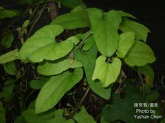 Aristolochia shimadae