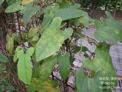 Aristolochia shimadae