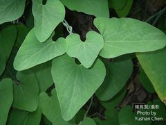 Aristolochia shimadae