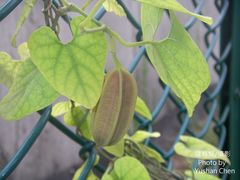 Aristolochia shimadae