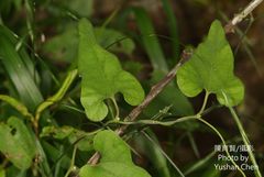 Aristolochia shimadae