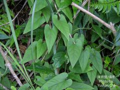 Aristolochia shimadae