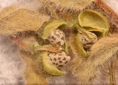 Euphorbia innocua