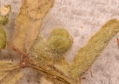 Euphorbia innocua