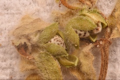 Euphorbia innocua
